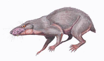 theromorpha regisaurus jacobi